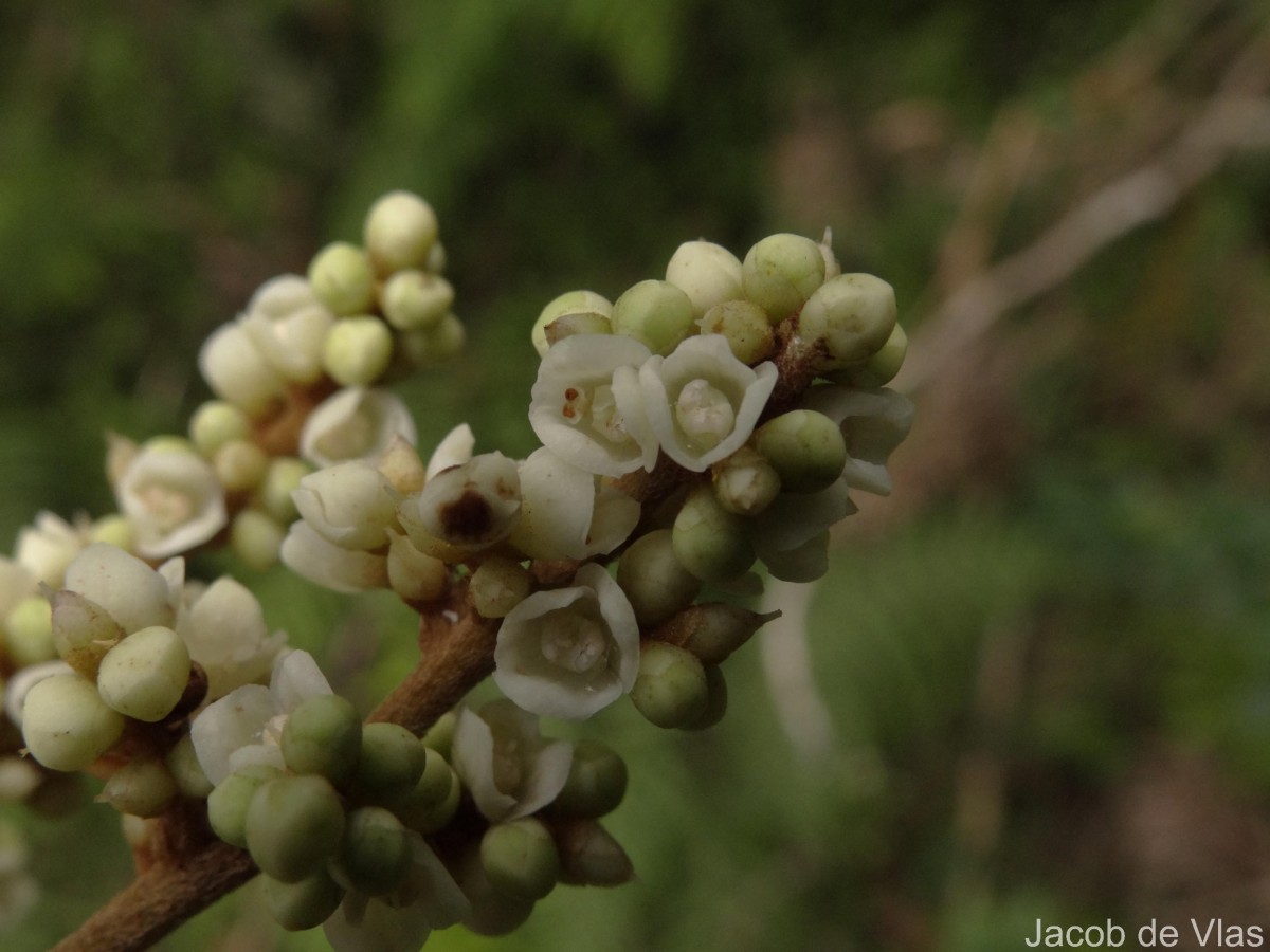 Meliosma simplicifolia subsp. pungens (Wall. ex Wight & Arn.) Beusekom